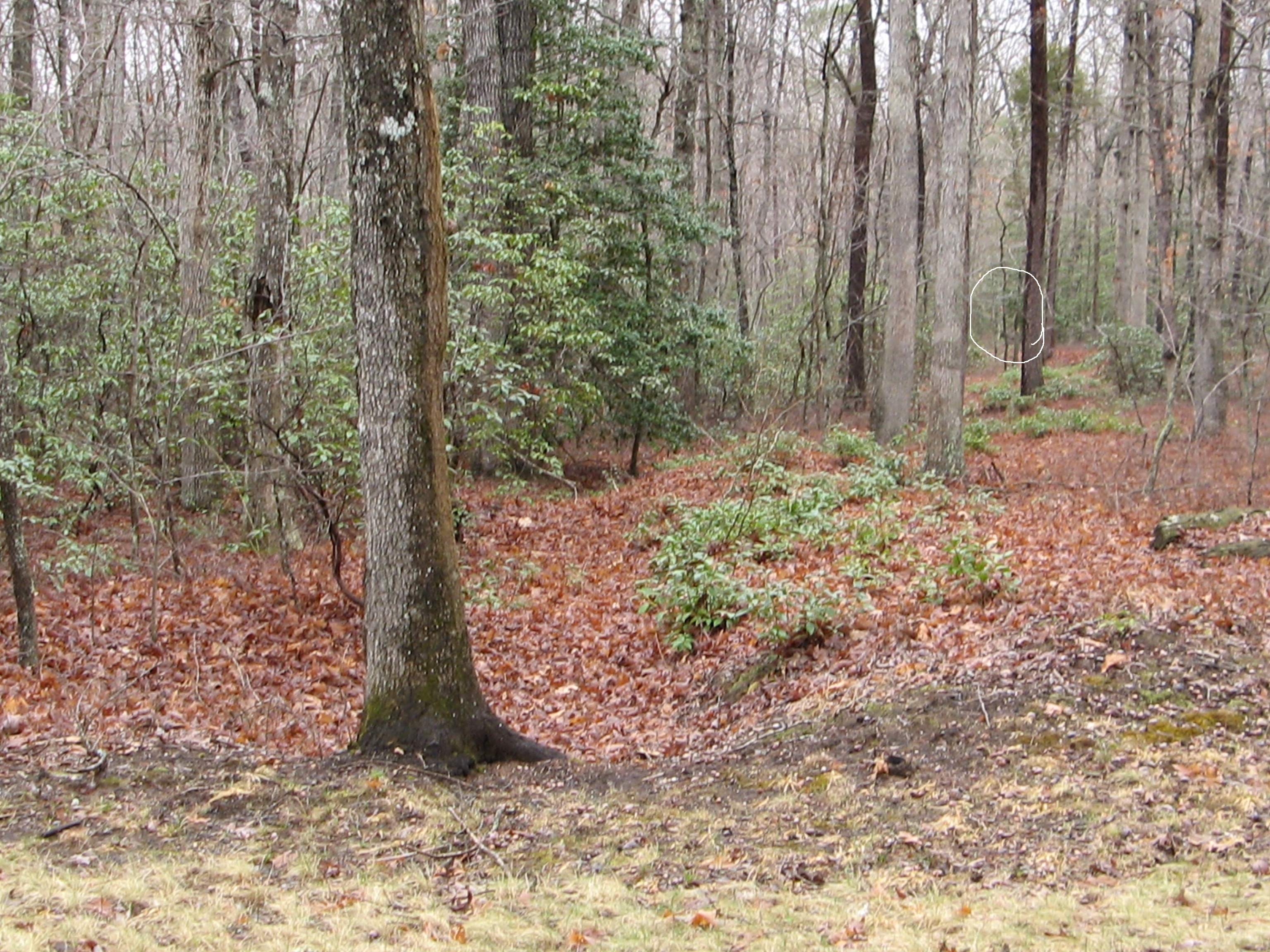 Ghost Photo taken at Chancellorsville Battlefield, Virginia