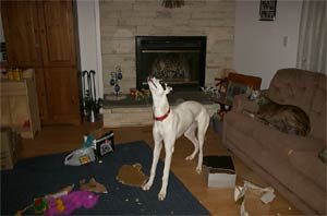 Greyhound orbs ghost picture - Canastota, New York.