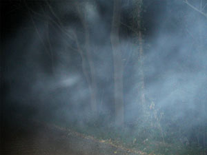 Primrose Road mist - photo by team WISP.